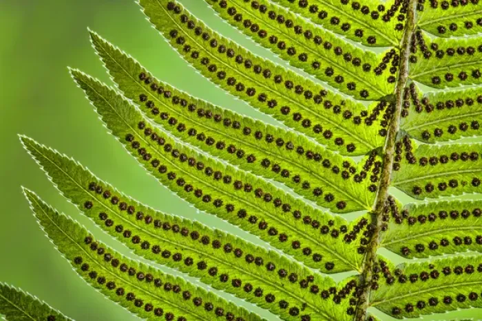 Framed Print : USA, Washington, Seabeck. Underside close-up of sword fern frond