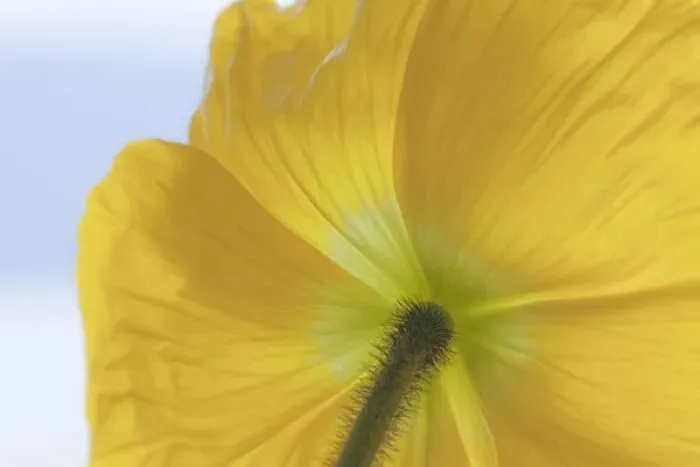 Framed Print : USA, Washington, Seabeck. Underside of poppy flower
