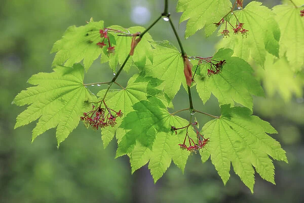 USA, Washington, Seabeck. Vine maple branch and foliage in rain