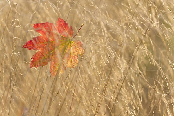USA, Washington, Seabeck. Vine maple leaf caught in fall grasses at Guillemot Cove County Park