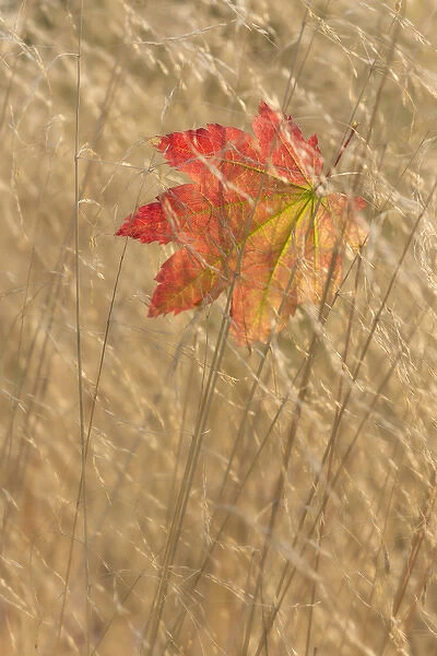 USA, Washington, Seabeck. Vine maple leaf caught in fall grasses at Guillemot Cove County Park