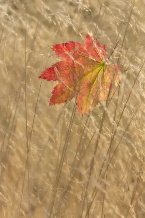 Framed Print : USA, Washington, Seabeck. Vine maple leaf caught in fall grasses at Guillemot Cove County Park Framed Print : USA, Washington, Seabeck. Vine maple leaf caught in fall grasses at Guillemot Cove County Park