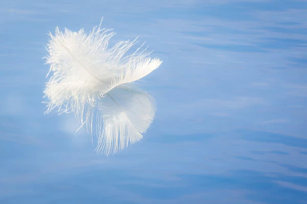 USA, Washington, Seabeck. White feather reflects on water