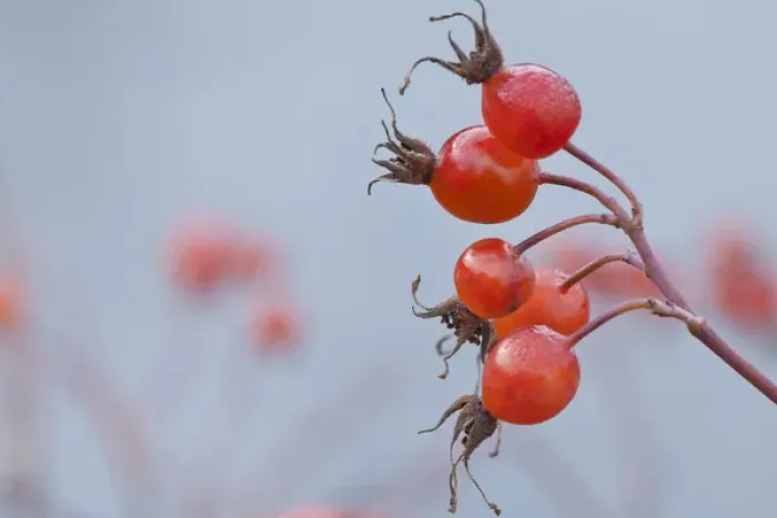 Framed Print : USA, Washington, Seabeck. Wild rose hips in winter Framed Print : USA, Washington, Seabeck. Wild rose hips in winter