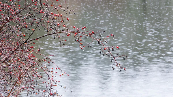 USA, Washington, Seabeck. Wild rose tree hanging a pond