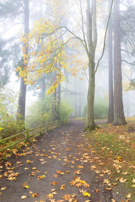 Framed Print : USA, Washington, Seattle. Autumn fog and path in Schmitz Park Framed Print : USA, Washington, Seattle. Autumn fog and path in Schmitz Park