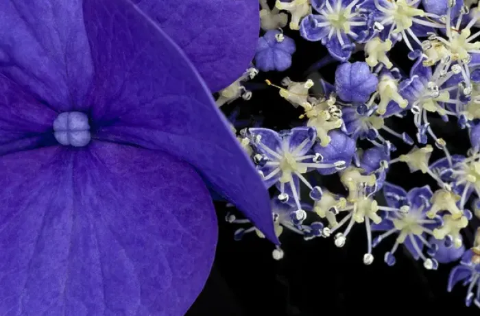 Framed Print : USA, Washington, Seattle. Close-up of hydrangea Framed Print : USA, Washington, Seattle. Close-up of hydrangea