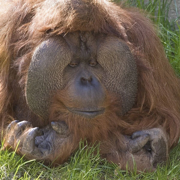 USA, Washington, Seattle. Close-up of male orangutan at the Woodland Park Zoo. Credit as