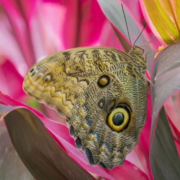 Framed Print : USA, Washington, Seattle. Close-up of owl butterfly Framed Print : USA, Washington, Seattle. Close-up of owl butterfly