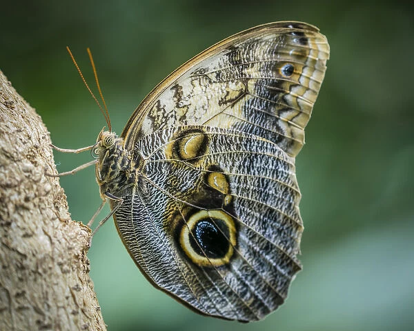 USA, Washington, Seattle. Close-up of owl butterfly