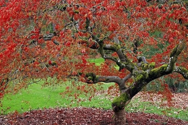 USA, Washington, Seattle. Japanese maple tree in the Washington Park Arboretum. Credit as