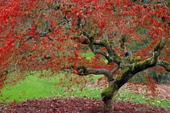 Framed Print : USA, Washington, Seattle. Japanese maple tree in the Washington Park Arboretum. Credit as Framed Print : USA, Washington, Seattle. Japanese maple tree in the Washington Park Arboretum. Credit as