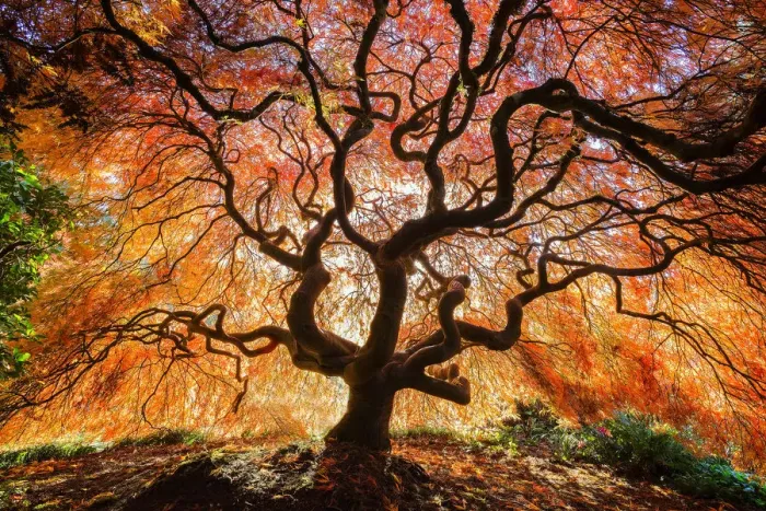 Framed Print : USA, Washington, Seattle, Kubota Japanese Garden. Japanese maple tree in autumn. Credit as Framed Print : USA, Washington, Seattle, Kubota Japanese Garden. Japanese maple tree in autumn. Credit as