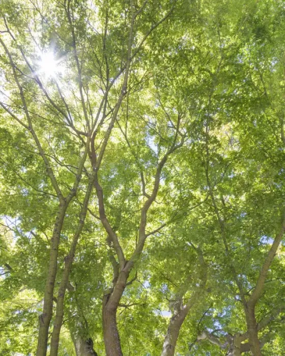 Framed Print : USA, Washington, Seattle. Sun shining through maple trees