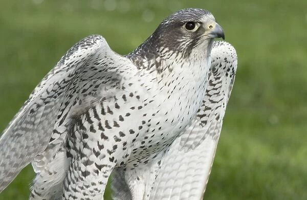 USA, Washington, Seattle, Woodland Park Zoo. Close-up of Gyrfalcon, the largest of all falcons
