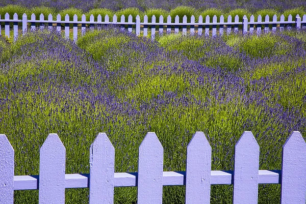 USA, Washington, Sequim. Field of lavender with picket fence