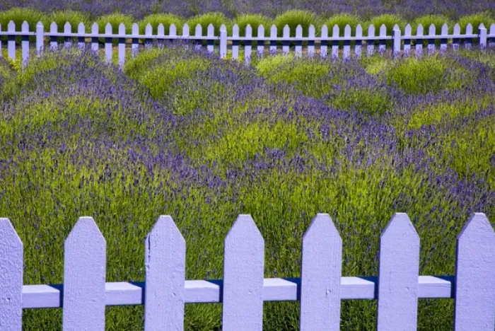 Framed Print : USA, Washington, Sequim. Field of lavender with picket fence Framed Print : USA, Washington, Sequim. Field of lavender with picket fence