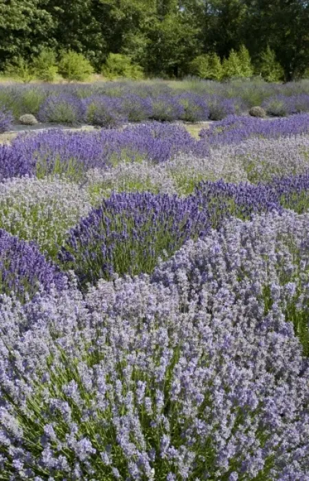 Framed Print : USA, Washington, Sequim, Lavender Festival, Sunshine Herb & Lavender Farm Framed Print : USA, Washington, Sequim, Lavender Festival, Sunshine Herb & Lavender Farm