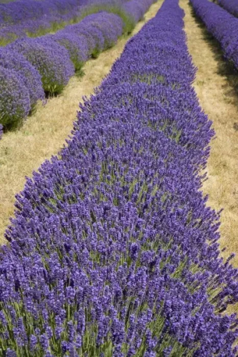 Framed Print : USA, Washington, Sequim, Lavender Festival, Olympic Lavender Farm Framed Print : USA, Washington, Sequim, Lavender Festival, Olympic Lavender Farm