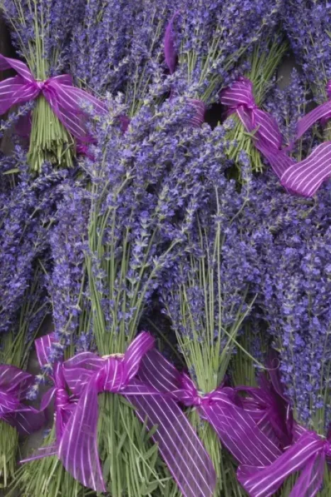 Framed Print : USA, Washington, Sequim, Lavender Festival, Street Fair display; Lavender flowers