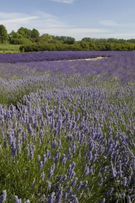 Framed Print : USA, Washington, Sequim, Lavender Festival, Jardin Du Soleil Lavender Framed Print : USA, Washington, Sequim, Lavender Festival, Jardin Du Soleil Lavender