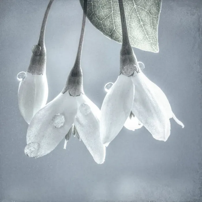 Framed Print : USA, Washington, Silverdale. Japanese snowbell tree blossoms Framed Print : USA, Washington, Silverdale. Japanese snowbell tree blossoms