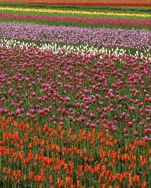 USA, Washington, Skagit River Valley, Tulip fields