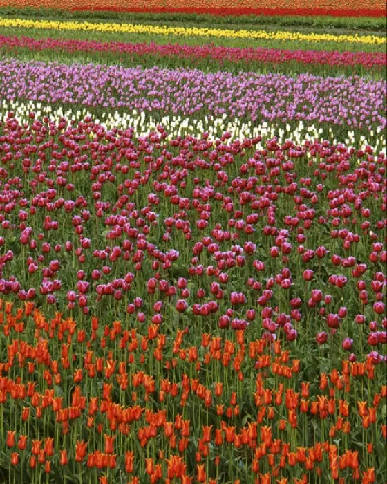 Framed Print : USA, Washington, Skagit River Valley, Tulip fields