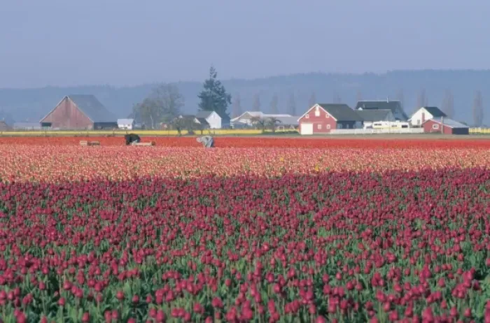 Framed Print : USA, Washington, Skagit Valley. Pink tulip fields and workers