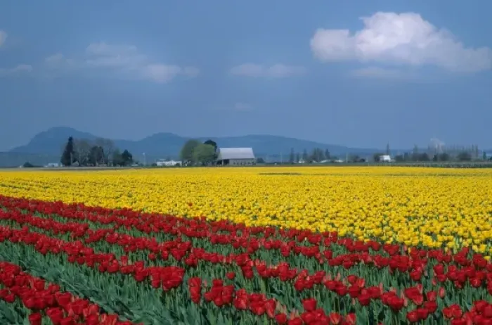 Framed Print : USA, Washington, Skagit Valley. Fields of red and yellow tulips