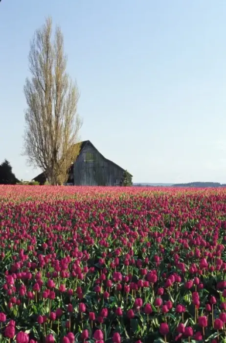 Framed Print : USA, Washington, Skagit Valley. Pink tulip fields with old barn Framed Print : USA, Washington, Skagit Valley. Pink tulip fields with old barn