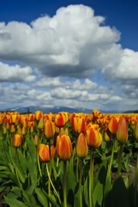 Framed Print : USA, Washington, Skagit Valley. Skagit Valley spring tulips Framed Print : USA, Washington, Skagit Valley. Skagit Valley spring tulips