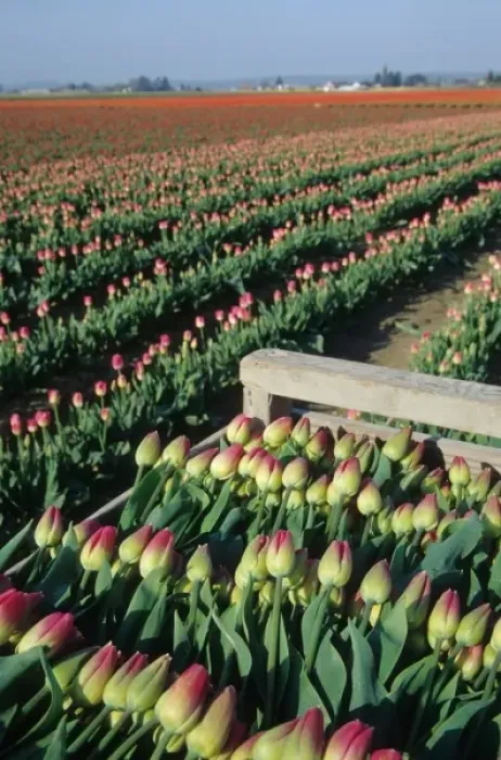 Framed Print : USA, Washington, Skagit Valley. Tulip fields near La Conner