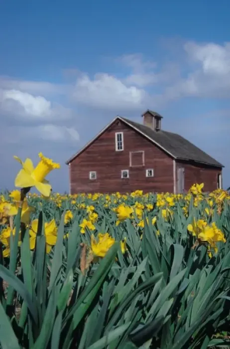 Framed Print : USA, Washington, Skagit Valley. Field of yellow tulips with red barn