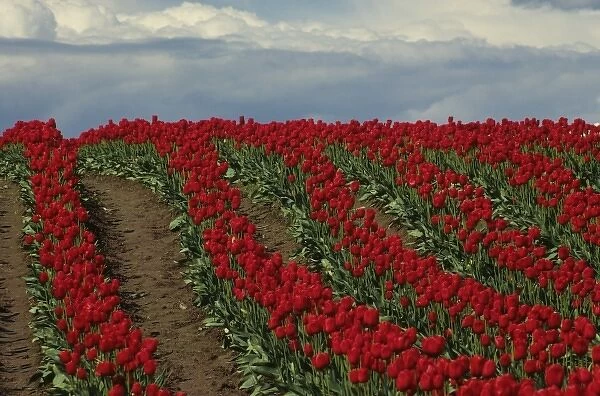 USA, Washington, Skagit Valley. Field of red tulips
