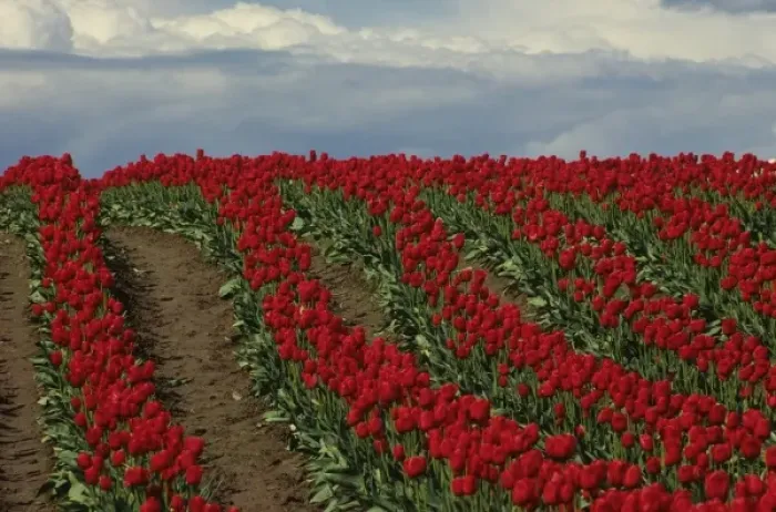 Framed Print : USA, Washington, Skagit Valley. Field of red tulips Framed Print : USA, Washington, Skagit Valley. Field of red tulips