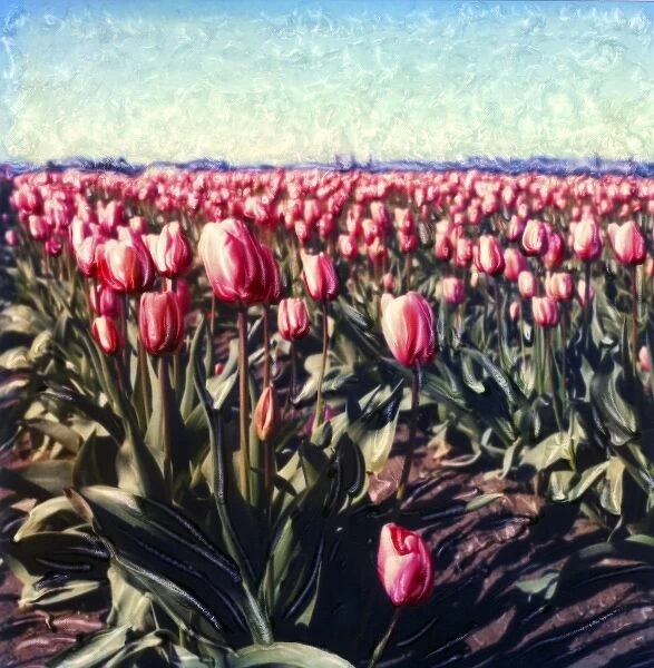 USA, Washington, Skagit Valley. Pink tulip field. Polaroid SX70 Manipulation