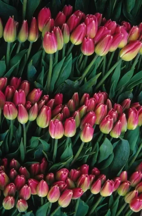 Framed Print : USA, Washington, Skagit Valley. Pink tulips Framed Print : USA, Washington, Skagit Valley. Pink tulips