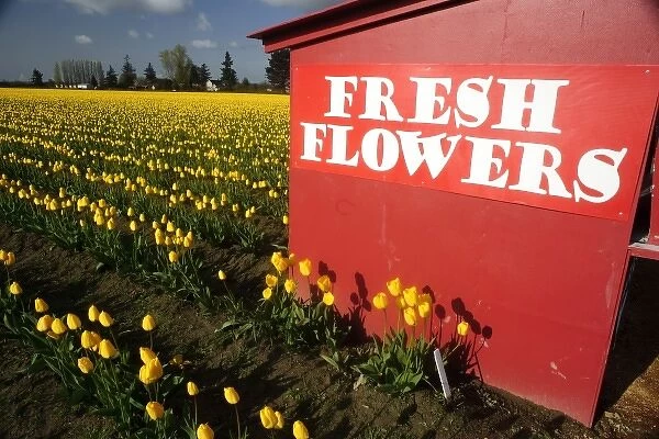 USA, Washington, Skagit Valley. Skagit Valley spring tulips
