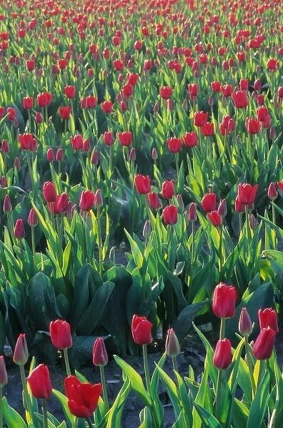 USA, Washington, Skagit Valley. Tulip fields