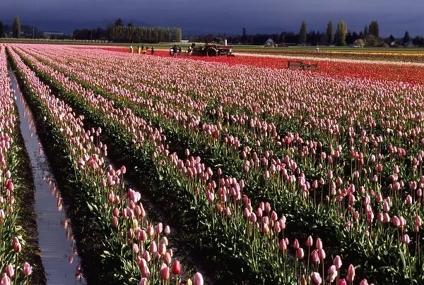 USA, Washington, Skagit Valley. Workers in field of red & pink tulips cut flowers