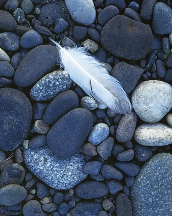 Framed Print : USA, Washington, Snake River gravel bar, Hells Canyon, Gull feather and stones Framed Print : USA, Washington, Snake River gravel bar, Hells Canyon, Gull feather and stones