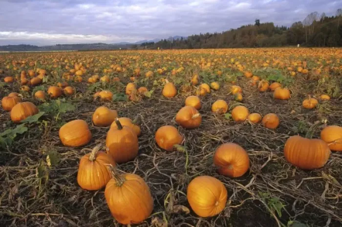 Framed Print : USA, Washington, Snohomish. Pumpkin patch