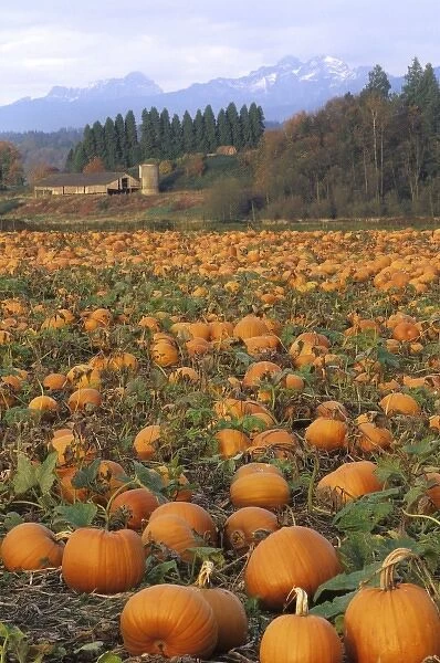 USA, Washington, Snohomish. Pumpkin patch with old barn and Cascade mountains in distance