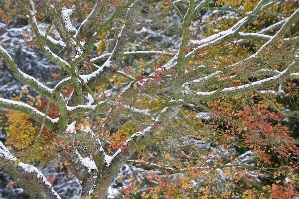 USA, Washington. Snow-covered maple tree in fall color