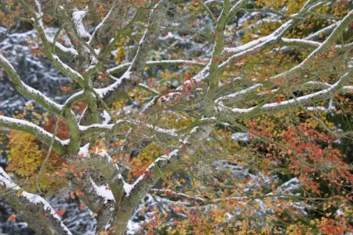 Framed Print : USA, Washington. Snow-covered maple tree in fall color Framed Print : USA, Washington. Snow-covered maple tree in fall color