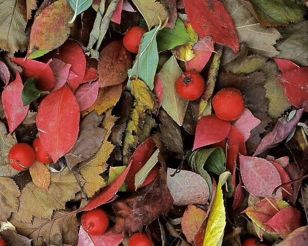 USA, Washington, Spokane Co. Hawthorne leaves and berries with Burningbush leaves