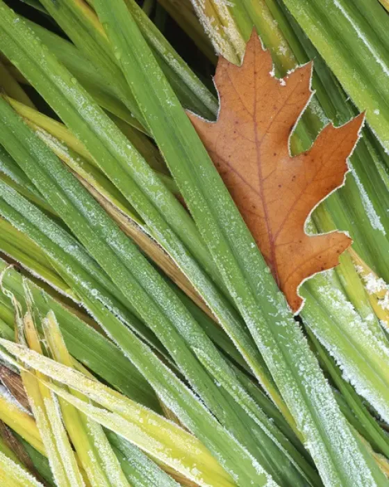 Framed Print : USA, Washington, Spokane County, Black Oak leaf and reeds with frost