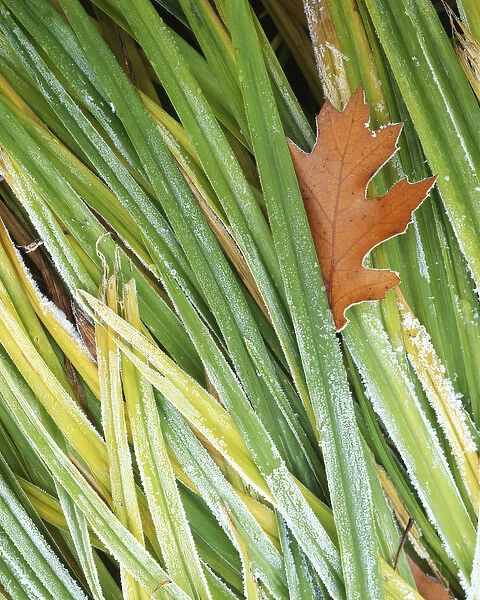 USA, Washington, Spokane County, Black Oak leaf and reeds with frost