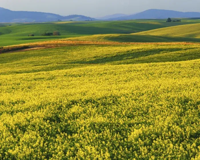 Framed Print : USA, Washington, Spokane County, Canola fields in bloom Framed Print : USA, Washington, Spokane County, Canola fields in bloom